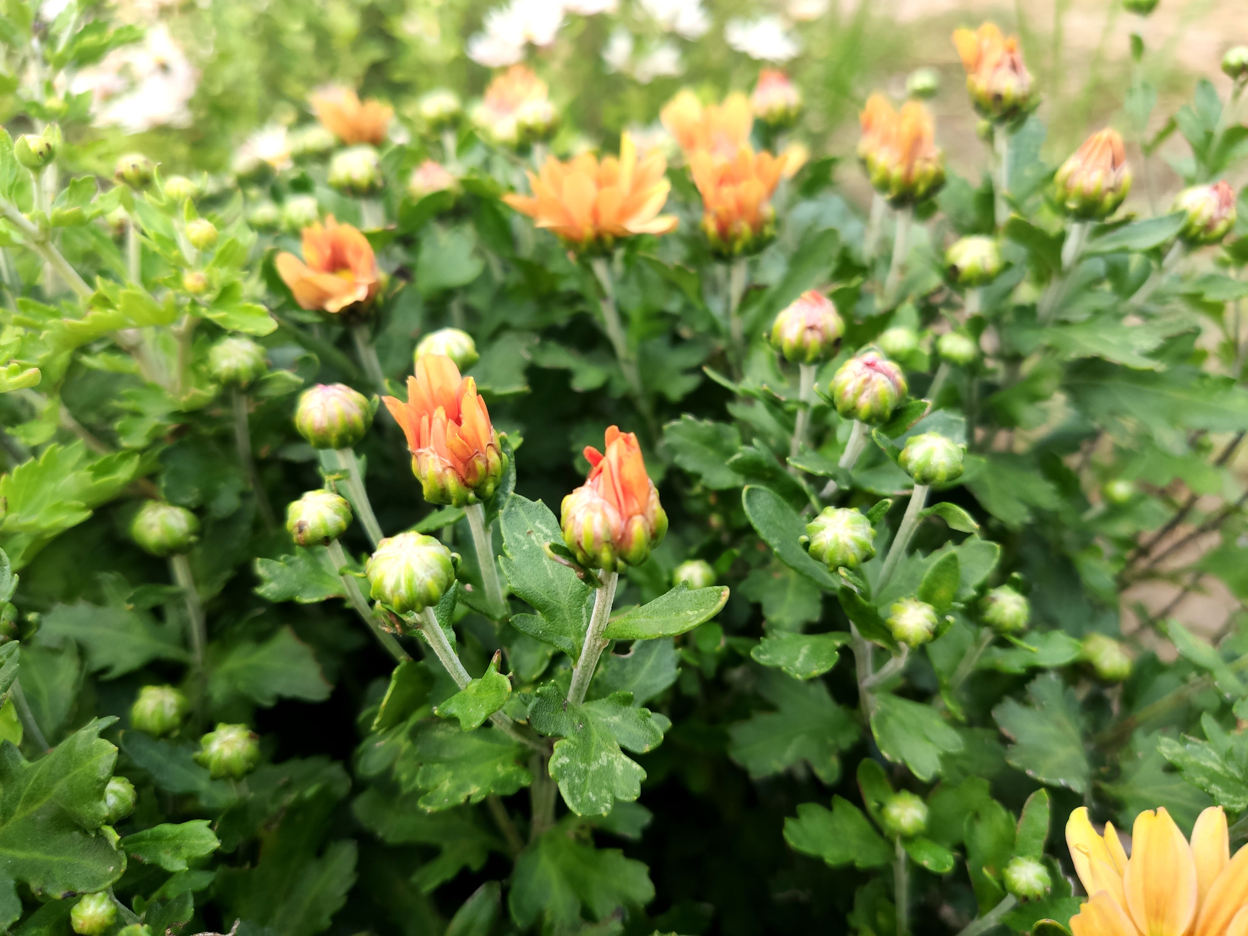 米九手机记录熟视无睹却又完美的小雏菊