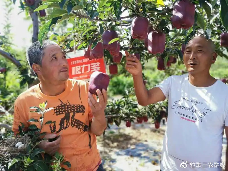 《中國農資秀》攜手根力多走進甘肅天水助農脫貧的小花牛_蘋果