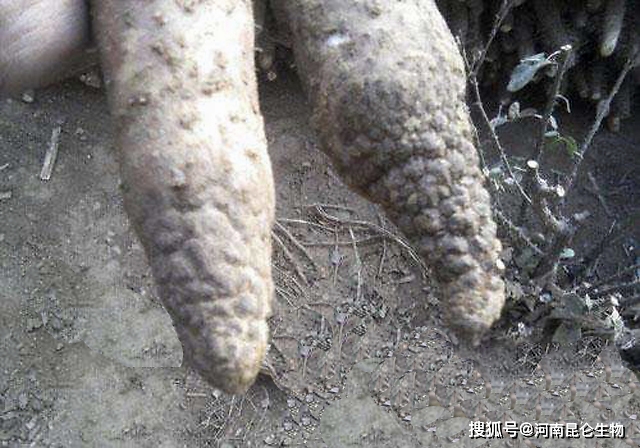 山药根腐病用什么药防治黄叶死苗的发病原因烂根病处理方法