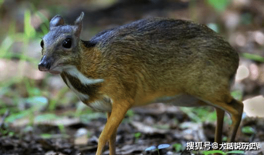 大爷发现一只半鹿半鼠的生物本以为是只小鹿专家立刻封村