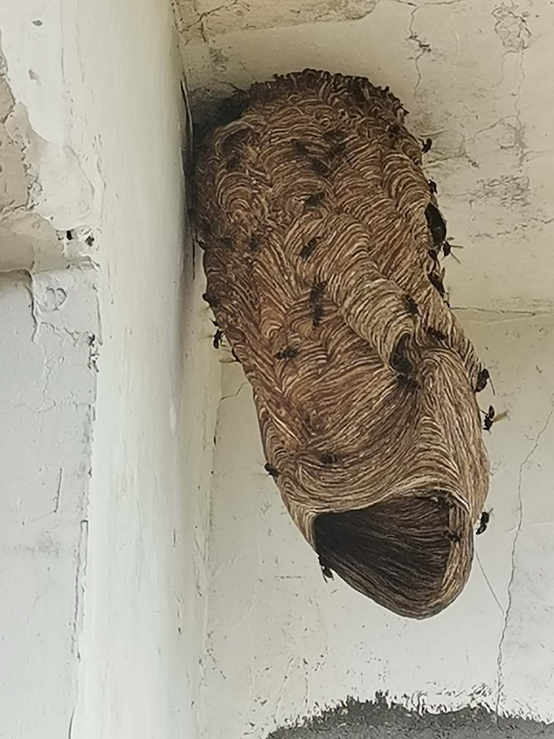 马蜂蛰伤两名孩童派出所专职消防队一窝端