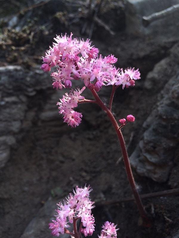 原创有一种花生命力太顽强专门生在悬崖峭壁上颜值高令人敬佩
