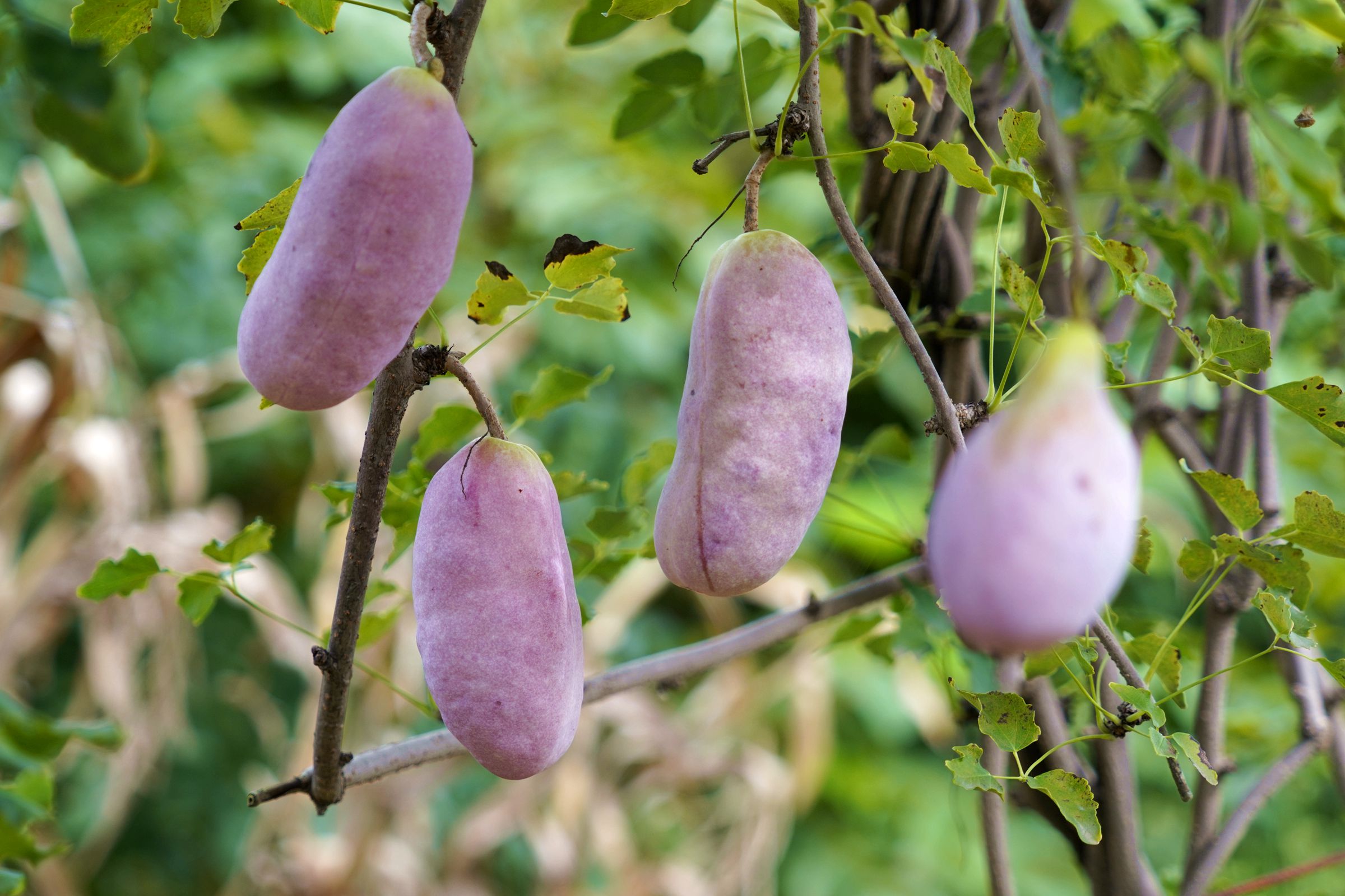 山西农民大叔深山挖回12苗野藤6年繁殖3亩年赚10万元