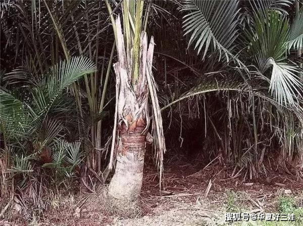 原创世界少有的淀粉树种一棵全年不用买米不用担心宅家饿肚子