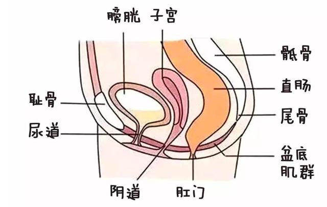 很多產後媽媽出現漏尿,子宮脫垂的問題,就跟盆底肌肉鬆弛有關.