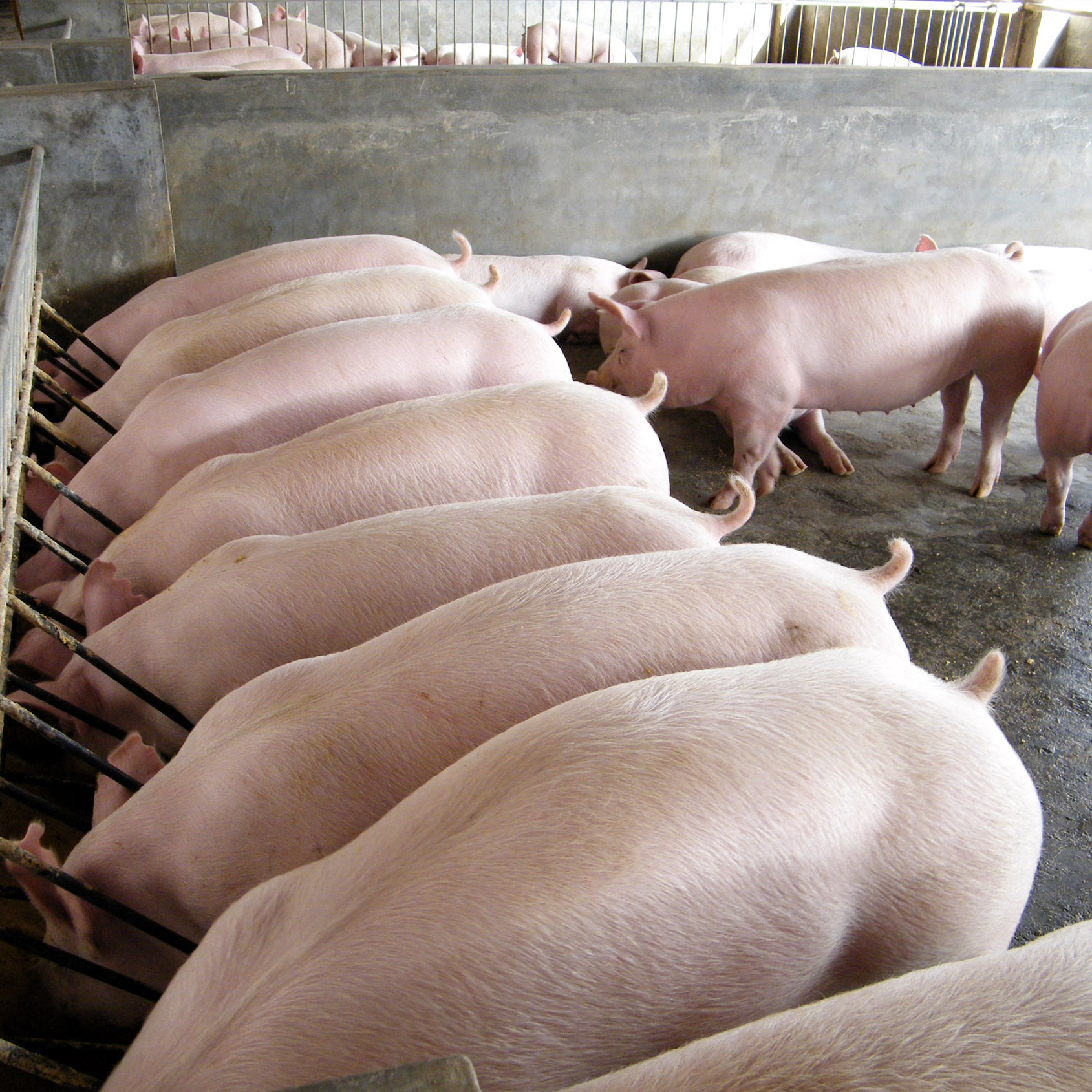 农村养殖又出新政策种养结合成为补贴热点