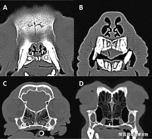 犬鼻部ct横切面