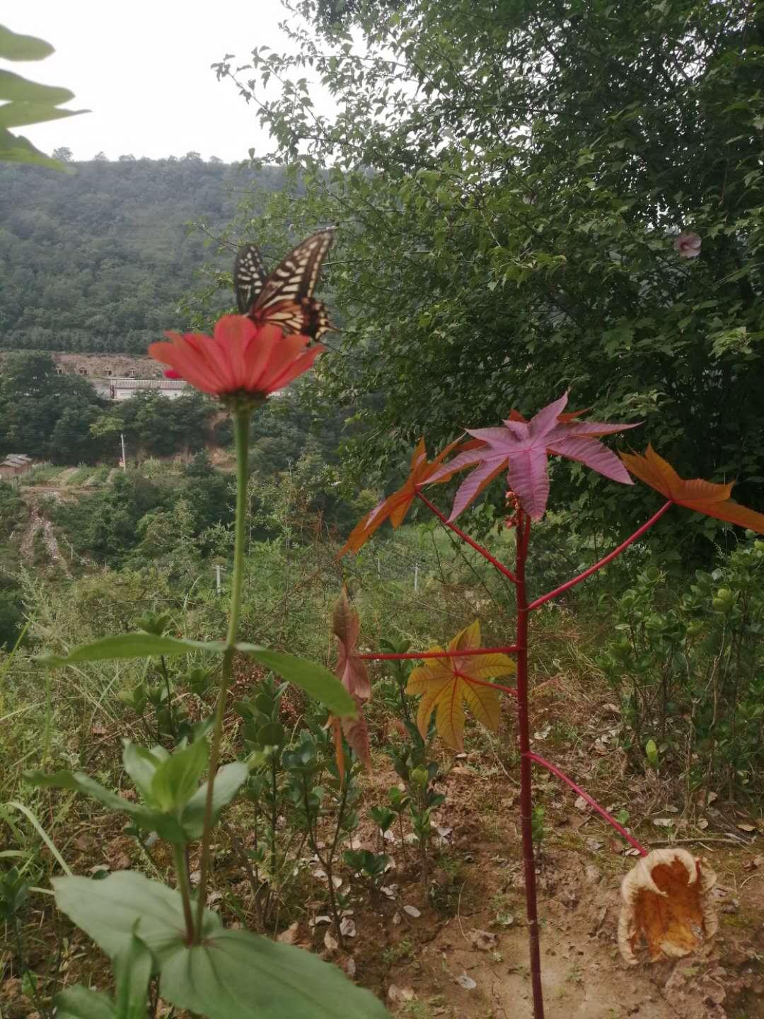 深秋时节家乡的海红密果红了