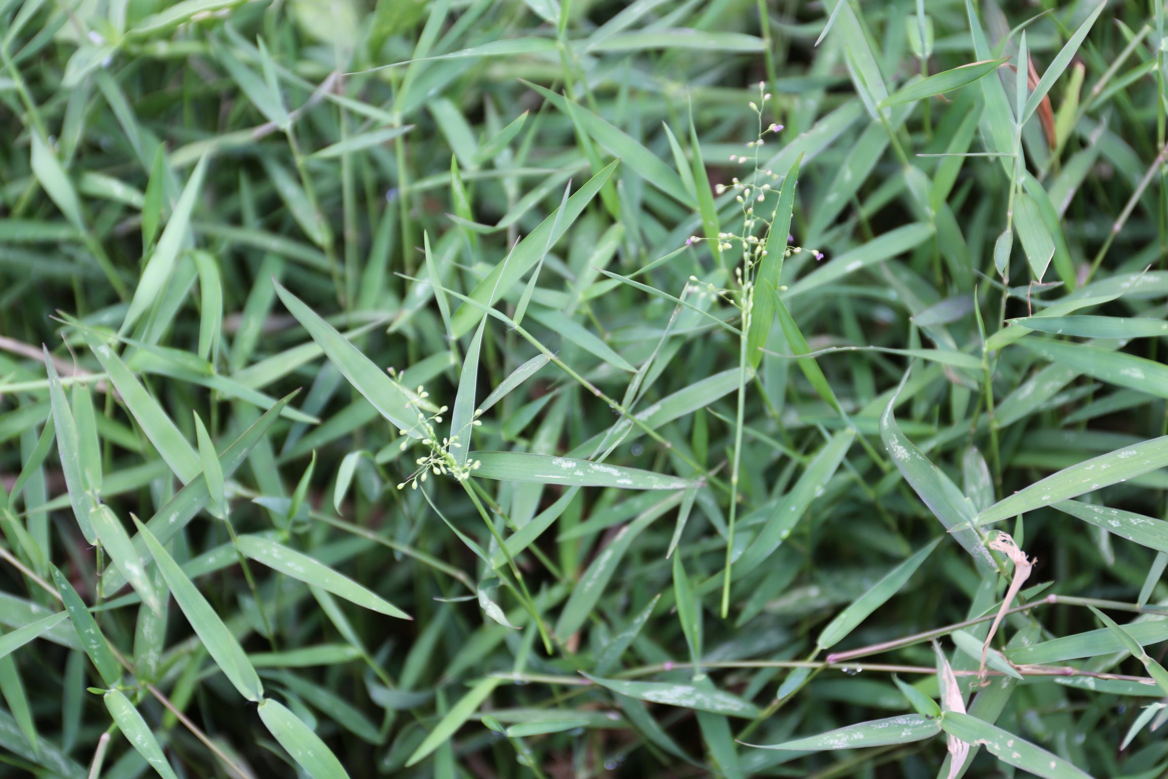 庆元植物1255-禾本科-柳叶箬属-柳叶箬