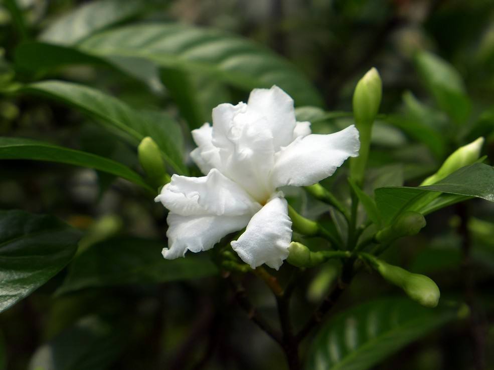 狗牙花也叫死人花(狗牙花也叫死人花花不开就很爱落下)