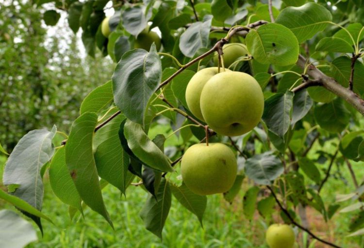 梨树养护做到这"几点",不仅梨花开得好,结的果也是更加香甜!_果实