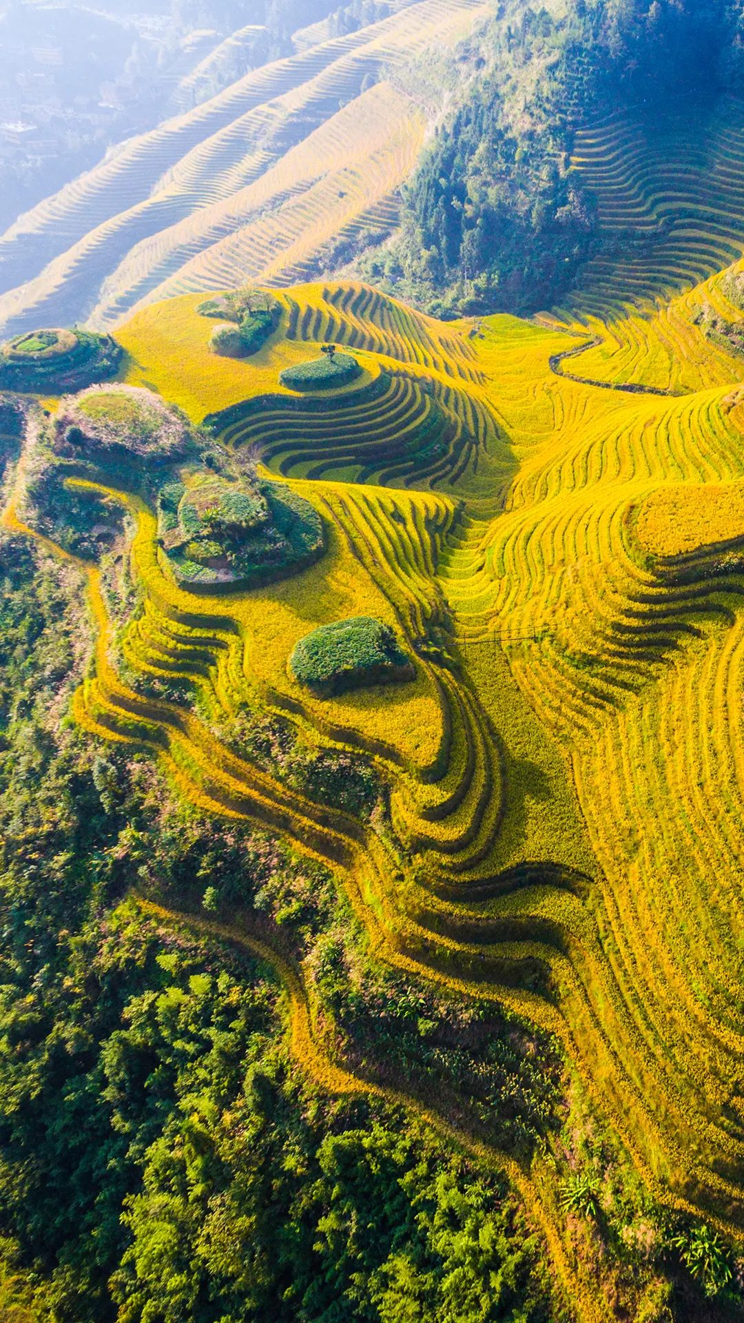 2020龙脊梯田稻黄最美的风景开启揭露不知的龙脊梯田秘密