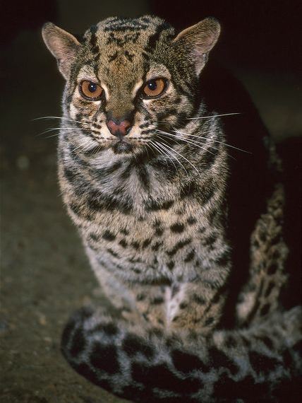 云南保山拍到珍稀野生动物云猫