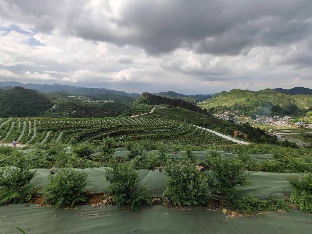 贵州蓝莓种植技术文献:麻江蓝莓基地建设标准