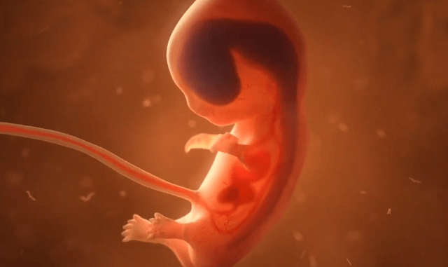 怀胎十月胎儿成长图图片