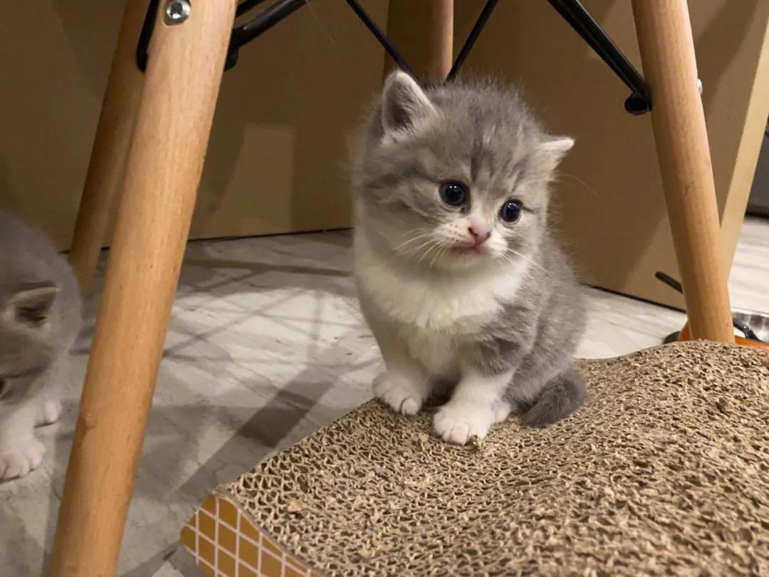 我寻思一只奶猫能可爱到哪去,结果…阿伟死了!