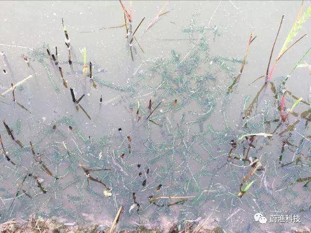 小龙虾养殖注意这些细节征兆轻松养殖稳赚钱