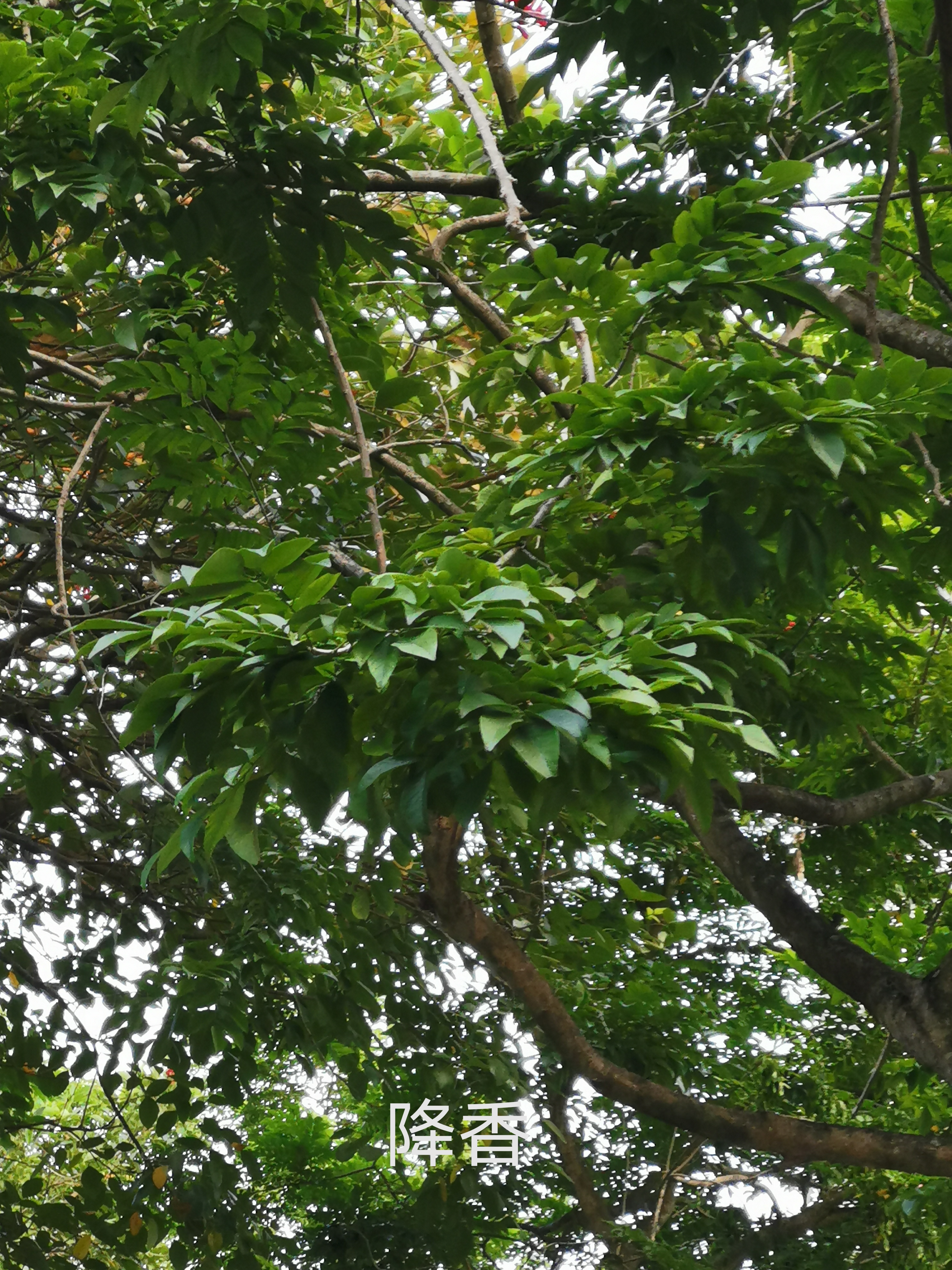 《绿化树》章永璘(绿化树章永璘免费阅读)