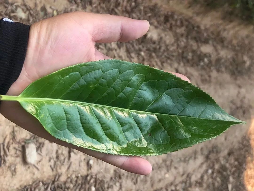 寻根大叶种 | 中吉号勐库半山古茶园_手机搜狐网