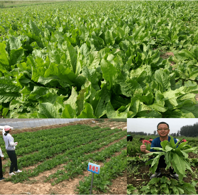 同是耐寒 高蛋白饲草,黄棒菜为何赢了它?_种植