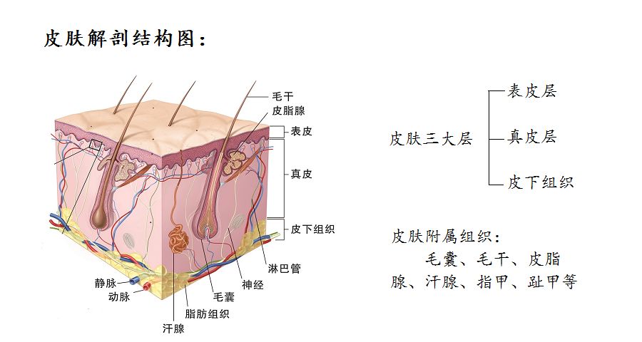 在真皮层,然后上去是皮脂腺,整个毛孔管道顺着真皮层到皮肤表层出来的