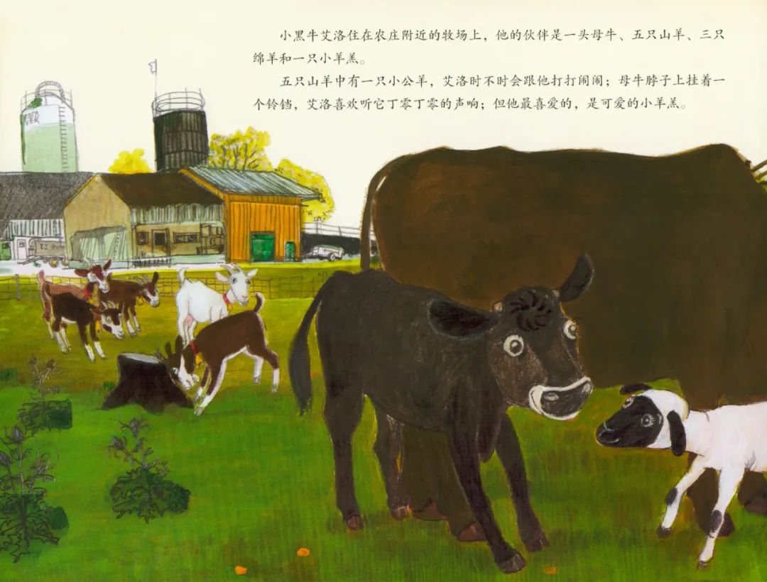 艾洛可不是一个小男孩,他是一头小公牛,他的头上已经长出了坚硬的犄角