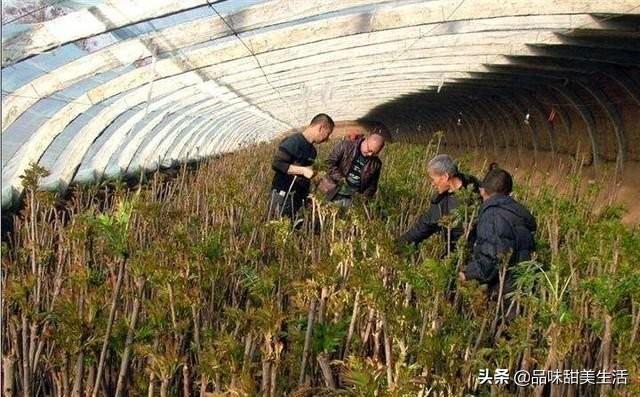 农村种什么赚钱（农村最冷门的暴利行业）