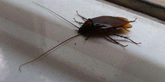 晚上踩死的小强,如果不及时收拾就会消失不见,小强真会凭空消失_蟑螂