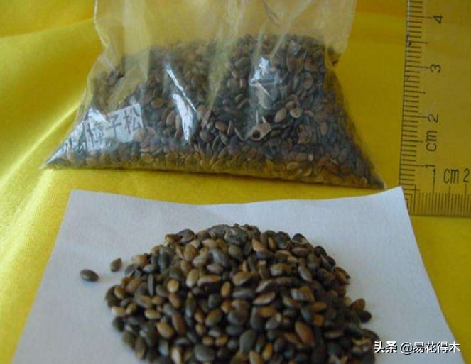 跳舞草为什么会跳舞跳舞草在什么时候会跳舞