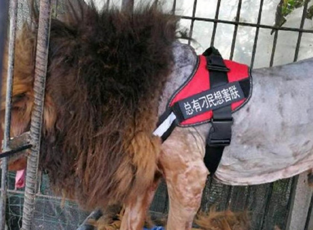 威武雄壮的藏獒,被主人强行带去剃完毛后,瞬间变成了这样