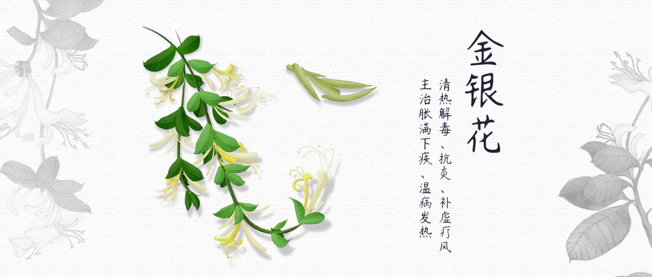 金银花 | 药食两用中药.金花间银蕊,翠蔓自成簇.