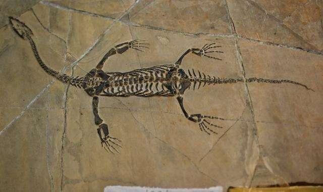 泥盆纪考古又现新地点,贵州省一地发现远古海洋生物群,多达83种_化石