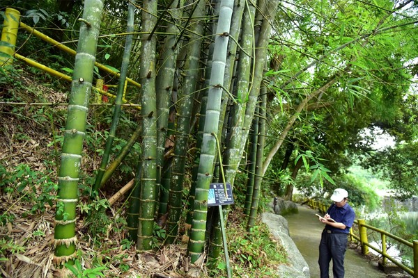 最大的巨龙竹,全世界最小的菲白竹,有珍贵的红宝石竹,黄金竹,银丝竹