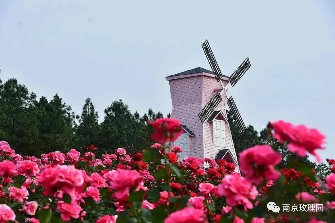 美爆啦南京玫瑰园花雕文化旅游节10月1日盛大开幕免费门票无限量送送