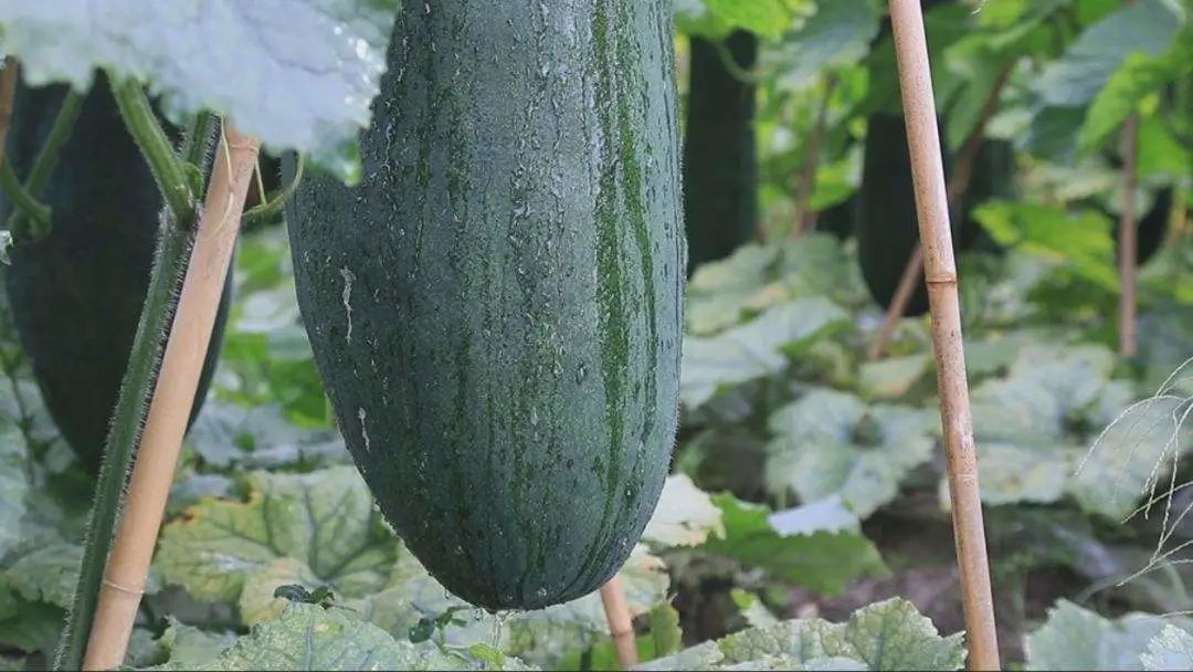 571斤当选冬瓜王英德黑皮冬瓜从箩底橙逆袭成白富美