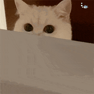 猫咪表情包合集|嗨,在吗?在吗?在吗?