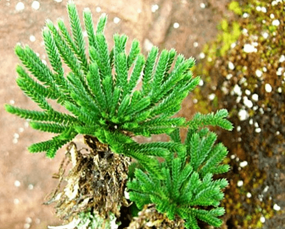 不死草第三核心成分鲨鱼软骨素,是从深海当中的鲨鱼身上提取的精髓