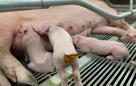 牧生源动保】母猪小围产期管理避开这6大误区,产房问题明显减少_仔猪