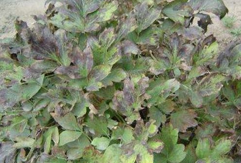 灰霉病发病初期,受害的叶片叶尖和叶缘出出现深绿色水渍斑点,开始像