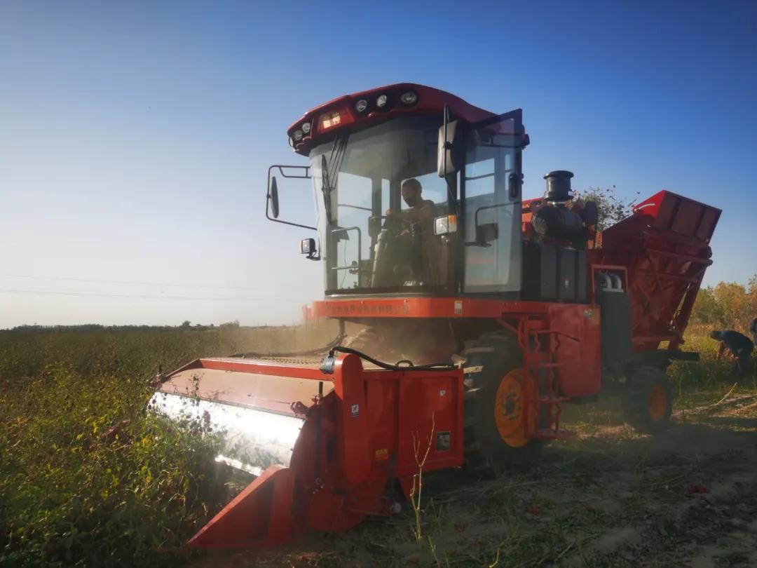 号外号外园区召开新品种辣椒收获观摩会