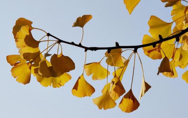 种植银杏树,注意几点,果子挂满枝,秋日一片金黄