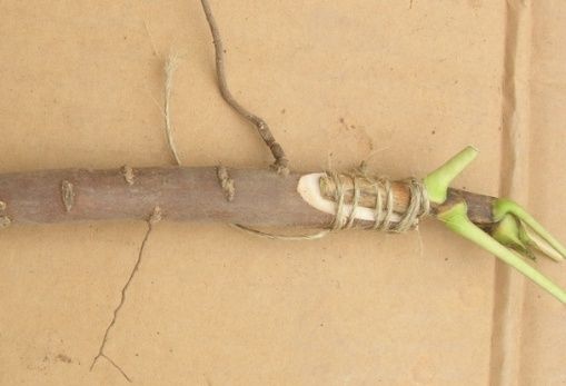 菊花嫁接常用的砧木图片