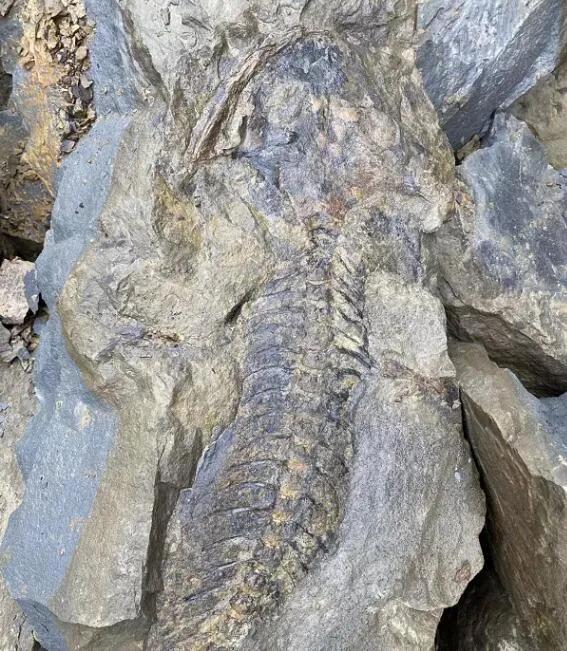 宜宾惊现远古化石,专家初步鉴定为"娃娃鱼祖先" !_手机搜狐网