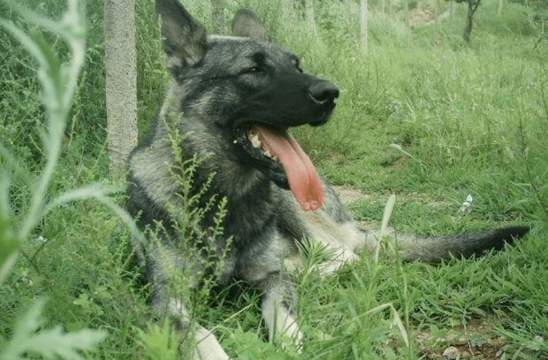 狼青幼犬几个月吃可以吃钙片