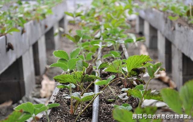 1,田間管理重茬種植會造成田間病菌的大量積累,防治草莓根腐病害需要