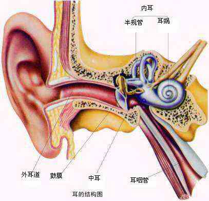 内听道解剖示意图图片