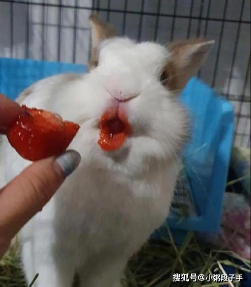 吃了草莓的兔子 秒变樱桃小嘴 太可爱了吃了草莓的兔子 像极了女朋友
