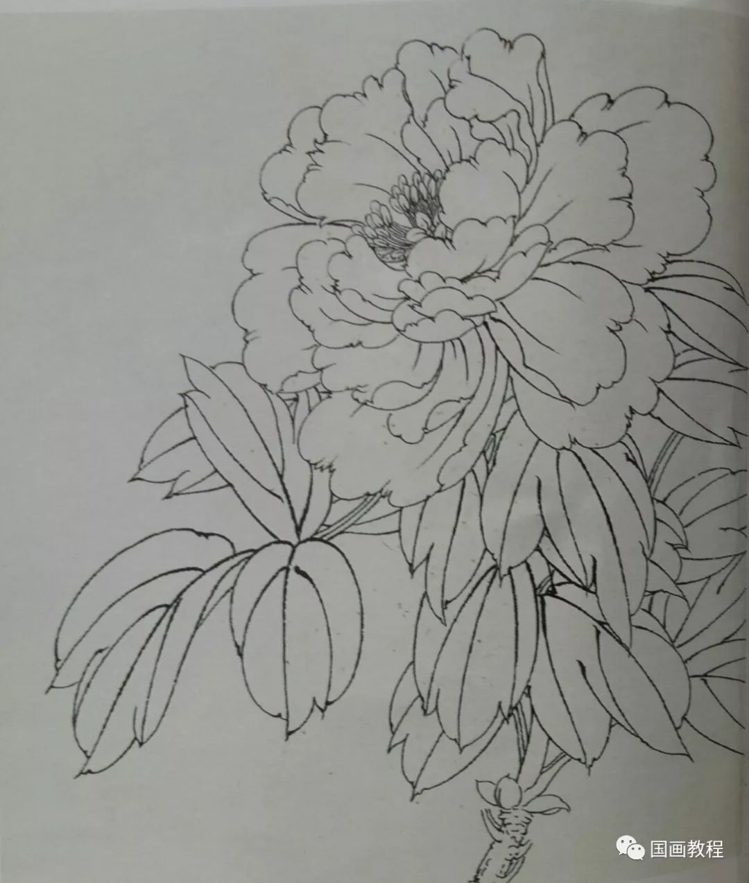 牡丹花画法 简单图片