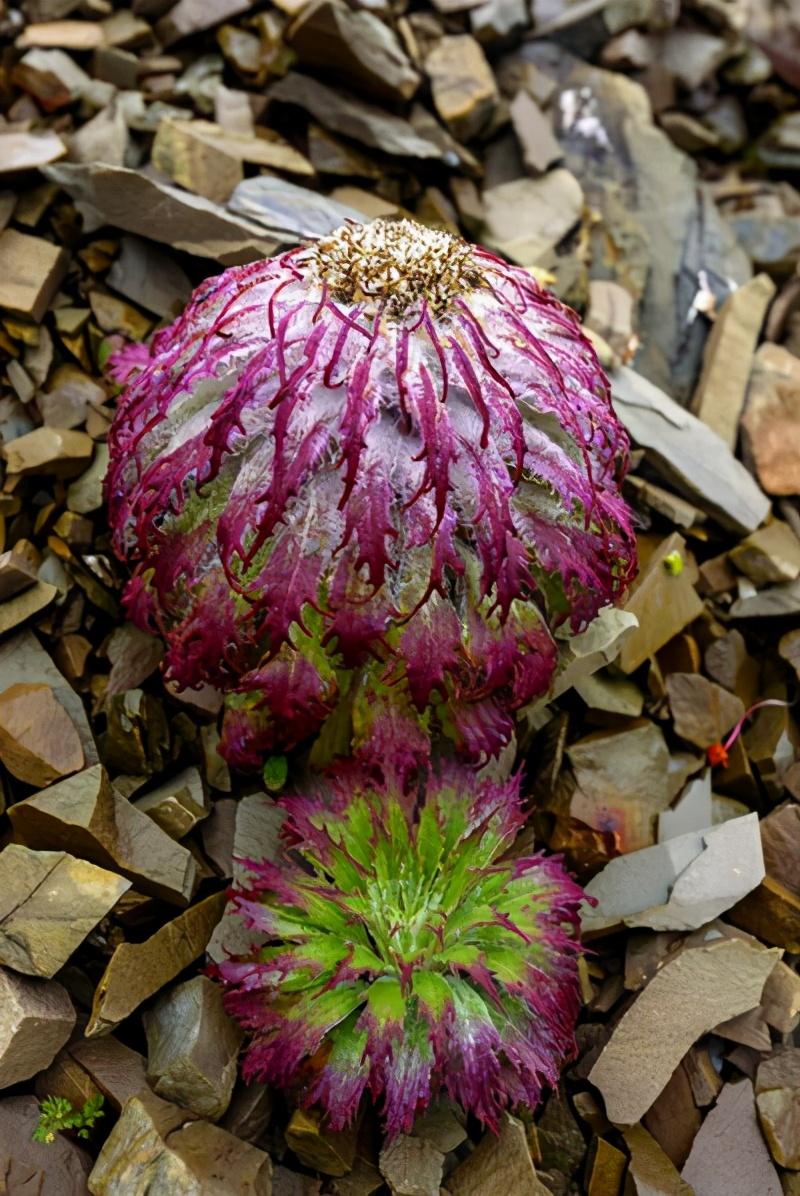 原创只闻其名不见其花水母雪兔子是什么花有什么价值