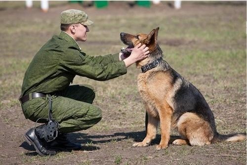 原创各国退役军犬结局:俄罗斯发工资,英国最残忍,我们最暖心